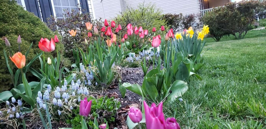 Flowers of Assorted colors bloom in yard